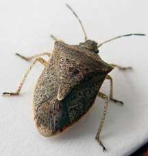 Stinkbug